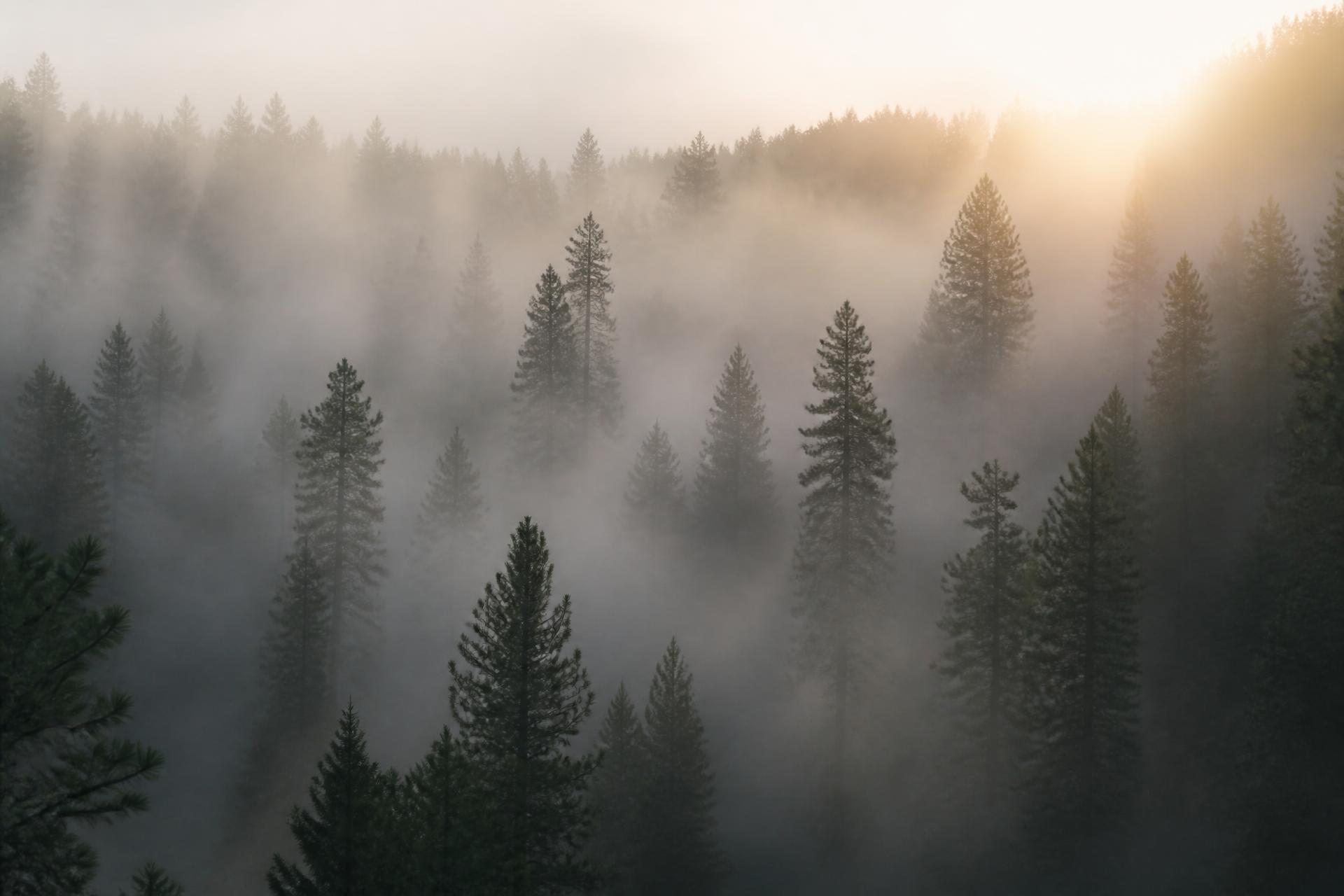 Misty pine forest at dawn